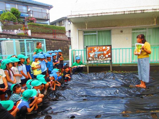 幼稚園の畑で大根を育てます