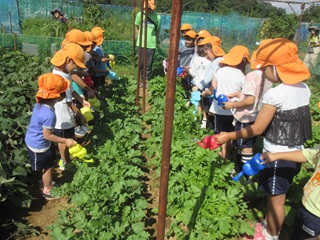 入園説明会／年長組＊畑散歩