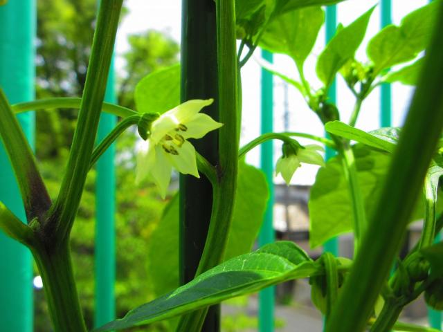 野菜！！育っています！！